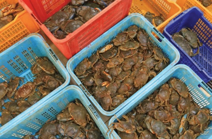 The broader issue Ministry of Crab is working on